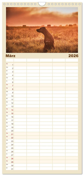 Rhodesian Ridgeback - Herzen auf vier Pfoten (CALVENDO Familienplaner 2026)