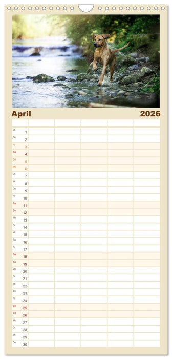 Rhodesian Ridgeback - Herzen auf vier Pfoten (CALVENDO Familienplaner 2026)
