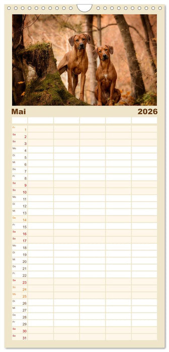 Rhodesian Ridgeback - Herzen auf vier Pfoten (CALVENDO Familienplaner 2026)