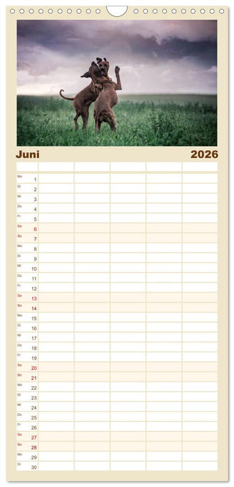 Rhodesian Ridgeback - Herzen auf vier Pfoten (CALVENDO Familienplaner 2026)