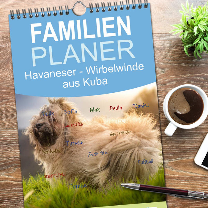 Havaneser - Wirbelwinde aus Kuba (CALVENDO Familienplaner 2026)