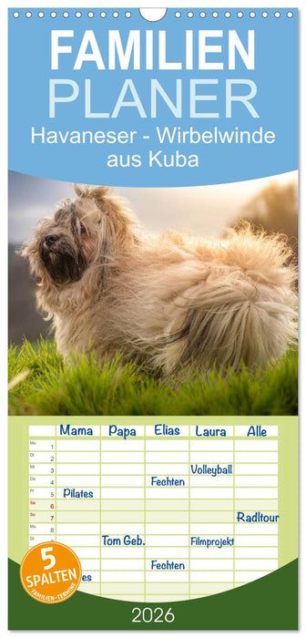 Havaneser - Wirbelwinde aus Kuba (CALVENDO Familienplaner 2026)