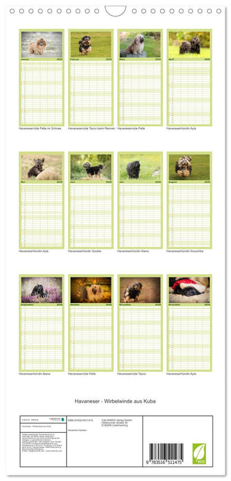 Havaneser - Wirbelwinde aus Kuba (CALVENDO Familienplaner 2026)