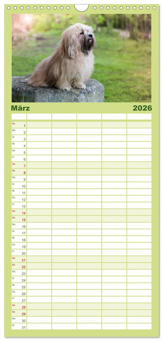 Havaneser - Wirbelwinde aus Kuba (CALVENDO Familienplaner 2026)