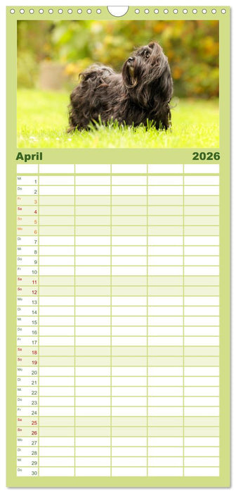 Havaneser - Wirbelwinde aus Kuba (CALVENDO Familienplaner 2026)