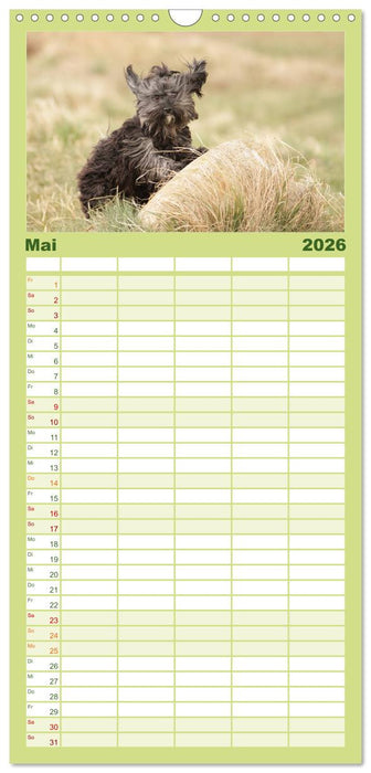 Havaneser - Wirbelwinde aus Kuba (CALVENDO Familienplaner 2026)