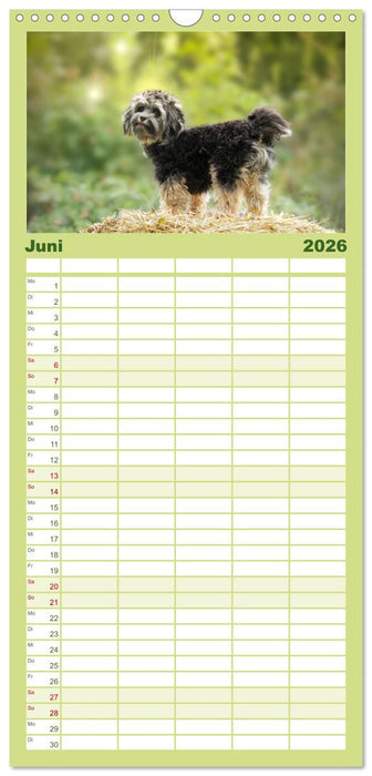 Havaneser - Wirbelwinde aus Kuba (CALVENDO Familienplaner 2026)