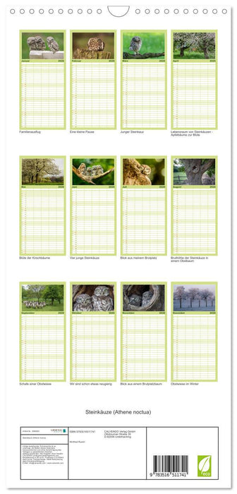 Steinkäuze (Athene noctua) (CALVENDO Familienplaner 2026)