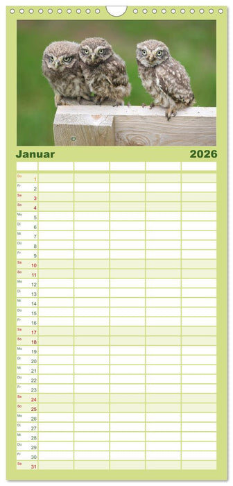 Steinkäuze (Athene noctua) (CALVENDO Familienplaner 2026)