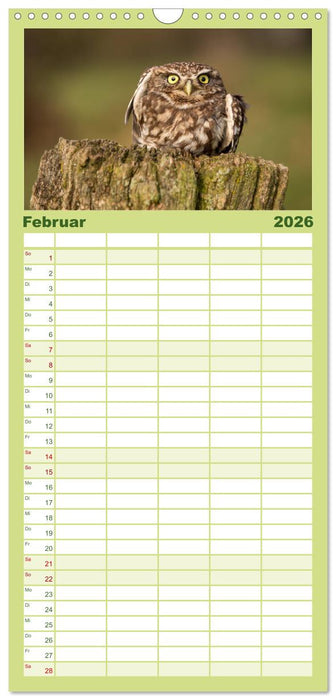 Steinkäuze (Athene noctua) (CALVENDO Familienplaner 2026)