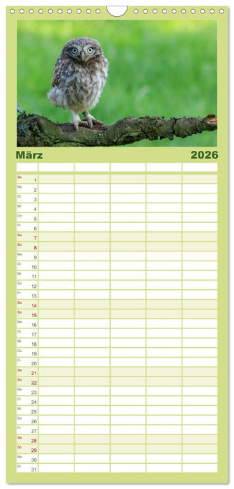 Steinkäuze (Athene noctua) (CALVENDO Familienplaner 2026)