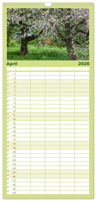 Steinkäuze (Athene noctua) (CALVENDO Familienplaner 2026)