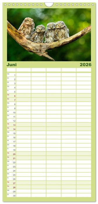 Steinkäuze (Athene noctua) (CALVENDO Familienplaner 2026)