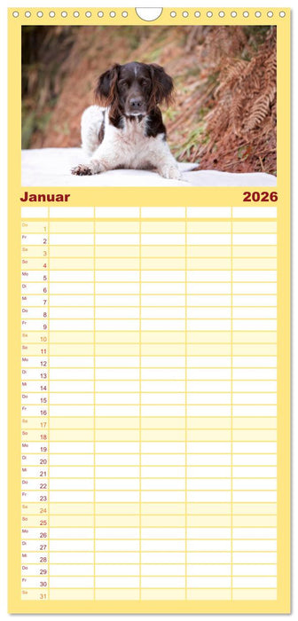 Passion Jagdhund - Kleiner Münsterländer (CALVENDO Familienplaner 2026)