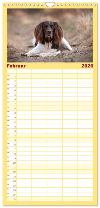 Passion Jagdhund - Kleiner Münsterländer (CALVENDO Familienplaner 2026)