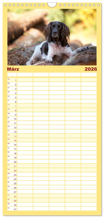 Passion Jagdhund - Kleiner Münsterländer (CALVENDO Familienplaner 2026)