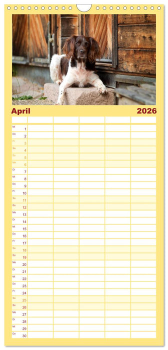 Passion Jagdhund - Kleiner Münsterländer (CALVENDO Familienplaner 2026)