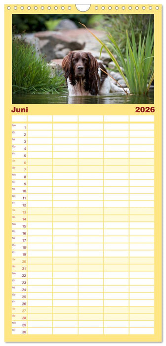 Passion Jagdhund - Kleiner Münsterländer (CALVENDO Familienplaner 2026)