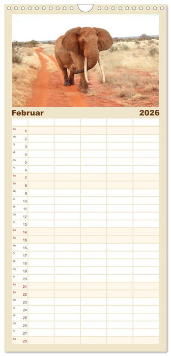 Kenias wilde Elefanten (CALVENDO Familienplaner 2026)