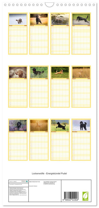 Lockenwölfe - Energiebündel Pudel (CALVENDO Familienplaner 2026)