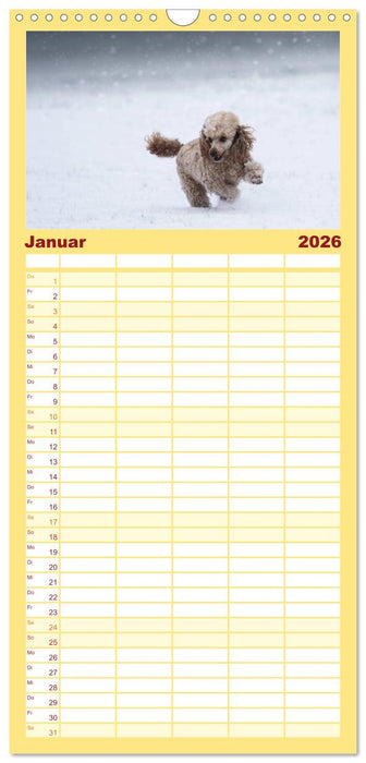 Lockenwölfe - Energiebündel Pudel (CALVENDO Familienplaner 2026)