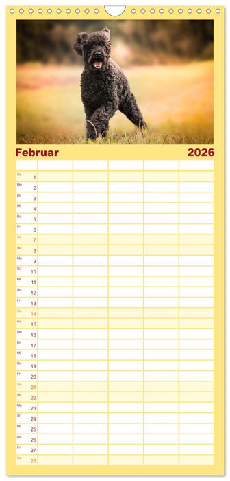 Lockenwölfe - Energiebündel Pudel (CALVENDO Familienplaner 2026)