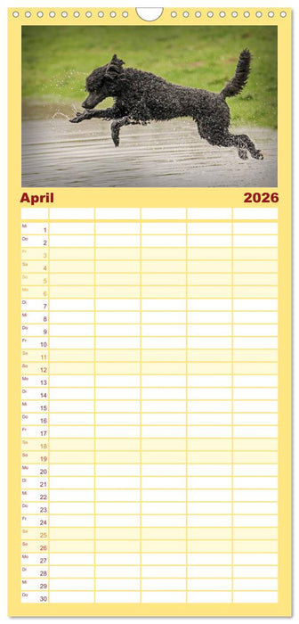 Lockenwölfe - Energiebündel Pudel (CALVENDO Familienplaner 2026)