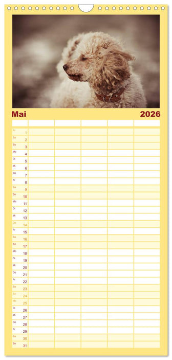 Lockenwölfe - Energiebündel Pudel (CALVENDO Familienplaner 2026)