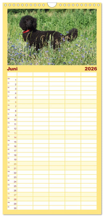 Lockenwölfe - Energiebündel Pudel (CALVENDO Familienplaner 2026)