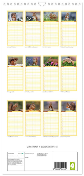 Eichhörnchen in zauberhaften Posen (CALVENDO Familienplaner 2026)