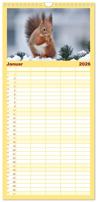 Eichhörnchen in zauberhaften Posen (CALVENDO Familienplaner 2026)