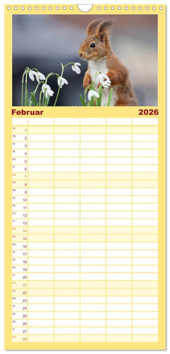 Eichhörnchen in zauberhaften Posen (CALVENDO Familienplaner 2026)