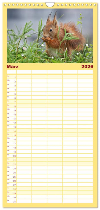 Eichhörnchen in zauberhaften Posen (CALVENDO Familienplaner 2026)