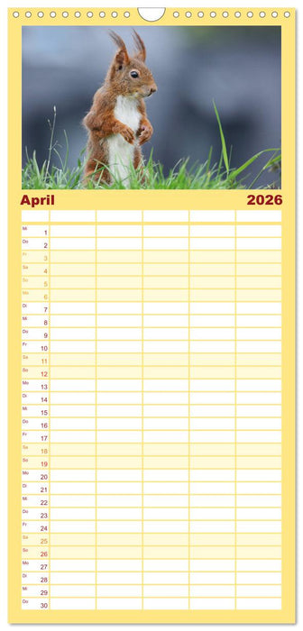Eichhörnchen in zauberhaften Posen (CALVENDO Familienplaner 2026)