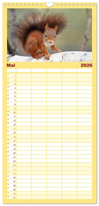 Eichhörnchen in zauberhaften Posen (CALVENDO Familienplaner 2026)