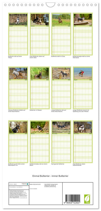Einmal Bullterrier - immer Bullterrier (CALVENDO Familienplaner 2026)