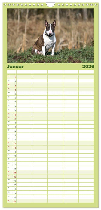 Einmal Bullterrier - immer Bullterrier (CALVENDO Familienplaner 2026)
