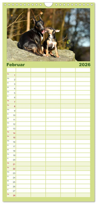 Einmal Bullterrier - immer Bullterrier (CALVENDO Familienplaner 2026)