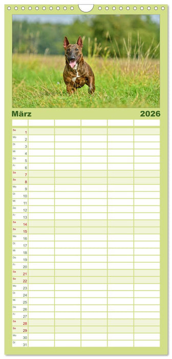 Einmal Bullterrier - immer Bullterrier (CALVENDO Familienplaner 2026)