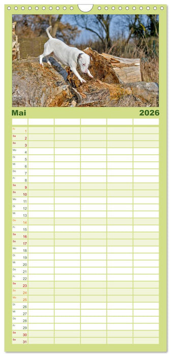 Einmal Bullterrier - immer Bullterrier (CALVENDO Familienplaner 2026)