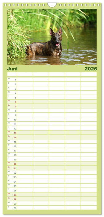 Einmal Bullterrier - immer Bullterrier (CALVENDO Familienplaner 2026)