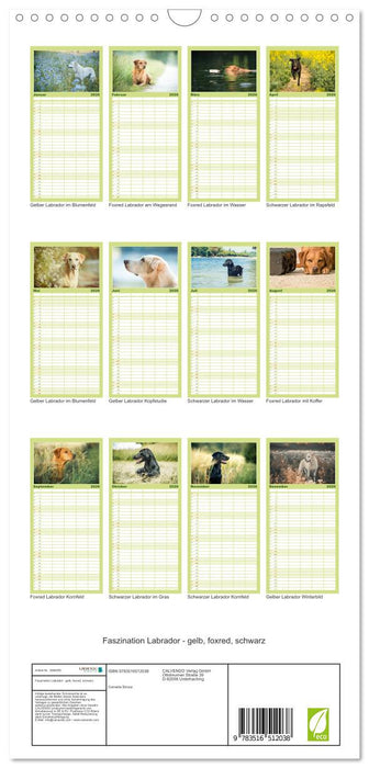 Faszination Labrador - gelb, foxred, schwarz (CALVENDO Familienplaner 2026)