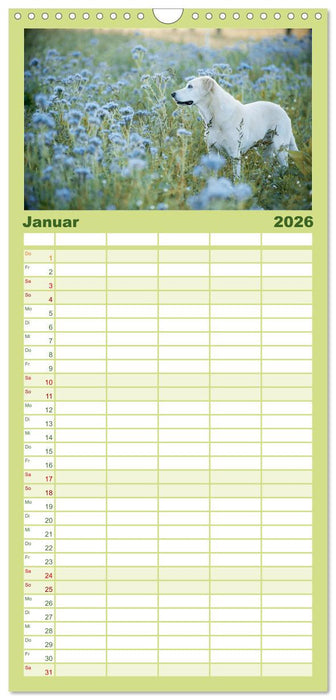 Faszination Labrador - gelb, foxred, schwarz (CALVENDO Familienplaner 2026)