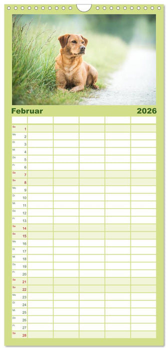 Faszination Labrador - gelb, foxred, schwarz (CALVENDO Familienplaner 2026)