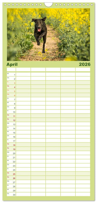 Faszination Labrador - gelb, foxred, schwarz (CALVENDO Familienplaner 2026)