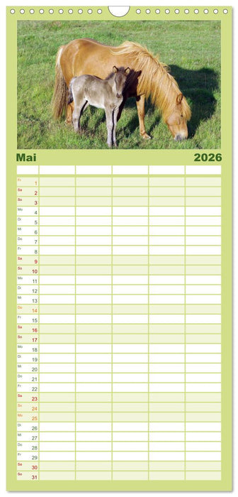 Die Pferde Islands (CALVENDO Familienplaner 2026)