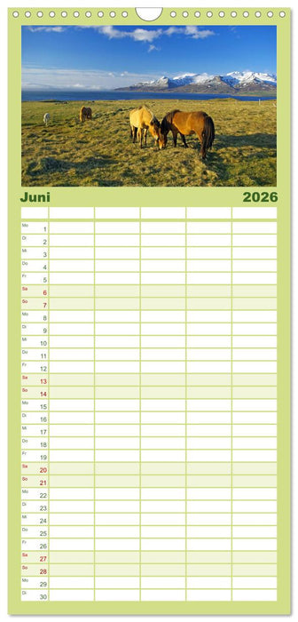 Die Pferde Islands (CALVENDO Familienplaner 2026)