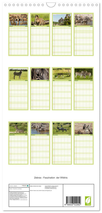 Zebras - Faszination der Wildnis (CALVENDO Familienplaner 2026)
