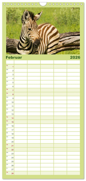 Zebras - Faszination der Wildnis (CALVENDO Familienplaner 2026)