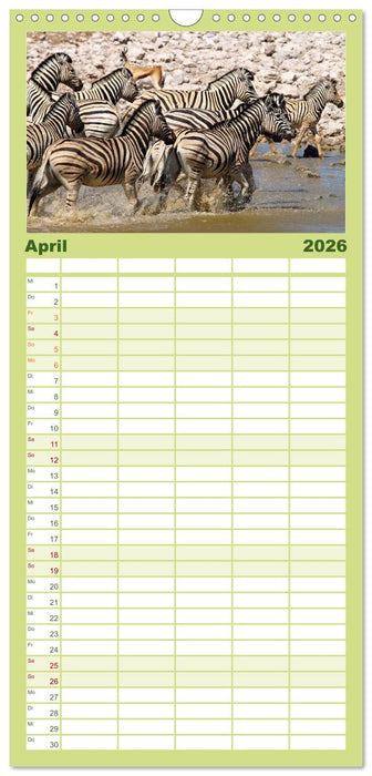 Zebras - Faszination der Wildnis (CALVENDO Familienplaner 2026)